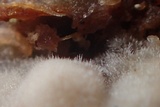 Peniophorella pubera image