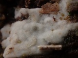 Peniophorella pubera image