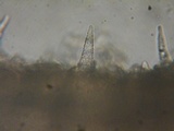 Peniophorella pubera image