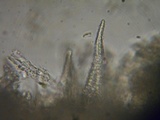Peniophorella pubera image