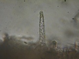 Peniophorella pubera image