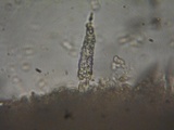 Peniophorella pubera image