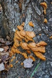 Phellinus gilvus image