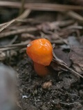 Hygrocybe psittacina var. perplexa image