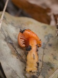 Hygrocybe psittacina var. perplexa image