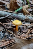 Humidicutis marginata var. marginata image