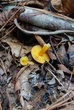 Humidicutis marginata var. marginata image