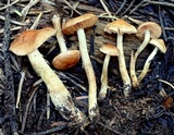 Hebeloma nigromaculatum image