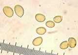 Hebeloma nigromaculatum image