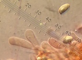 Hebeloma nigromaculatum image