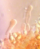 Hebeloma nigromaculatum image