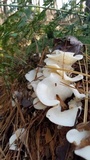 Pleurocybella porrigens image