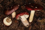 Russula xerampelina image