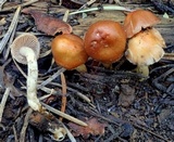 Hebeloma sect. Hebeloma image