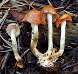 Hebeloma sect. Hebeloma image