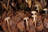 Strobilurus trullisatus image