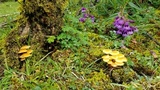 Flammulina mexicana image