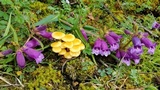 Flammulina mexicana image