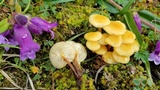 Flammulina mexicana image