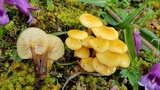Flammulina mexicana image