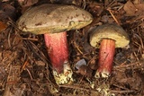 Xerocomellus mendocinensis image