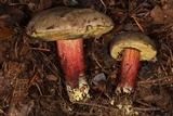 Xerocomellus mendocinensis image