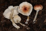 Lepiota rubrotinctoides image
