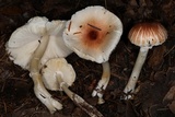 Lepiota rubrotinctoides image