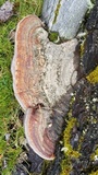Fomitopsis schrenkii image