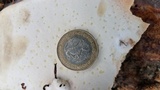 Fomitopsis schrenkii image