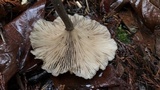 Ampulloclitocybe clavipes image