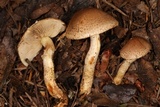 Pholiota terrestris image