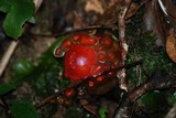 Calostoma cinnabarinum image