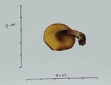 Phylloporus phaeoxanthus image