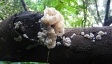 Ductifera pululahuana image