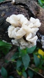 Ductifera pululahuana image