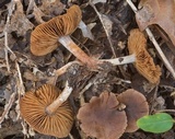 Cortinarius decipiens image