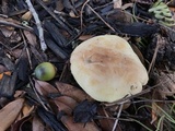 Tricholoma sulphureum image
