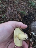 Tricholoma sulphureum image