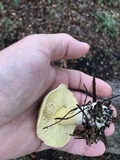 Tricholoma sulphureum image