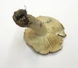 Tricholoma pardinum image
