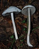 Panaeolus antillarum image