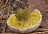 Hypomyces luteovirens image