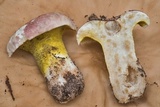 Hypomyces luteovirens image