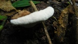 Ganoderma australe image