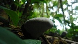 Ganoderma australe image