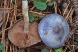 Cortinarius iodes image