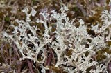 Flavocetraria cucullata image