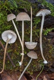 Mycena clavicularis image