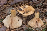 Lactarius maculatus image